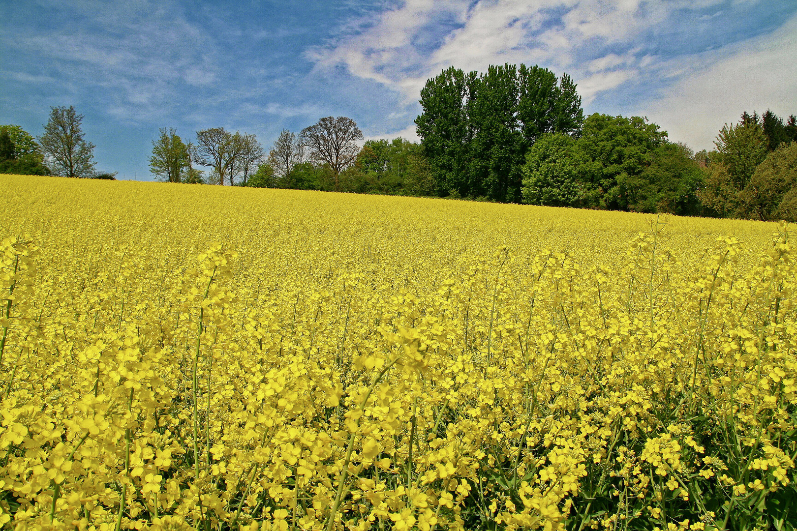 Rapsfeld 