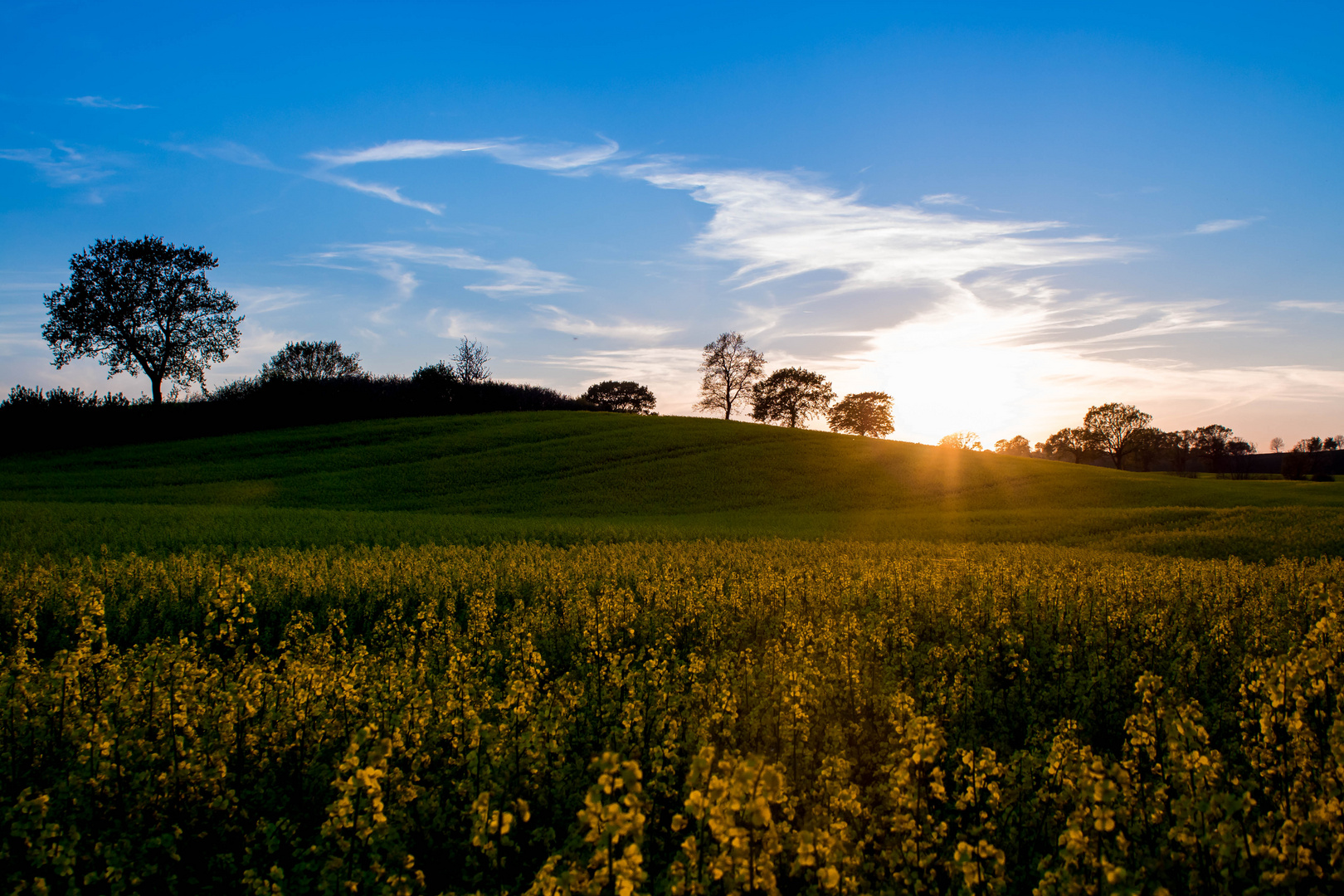 Rapsfeld