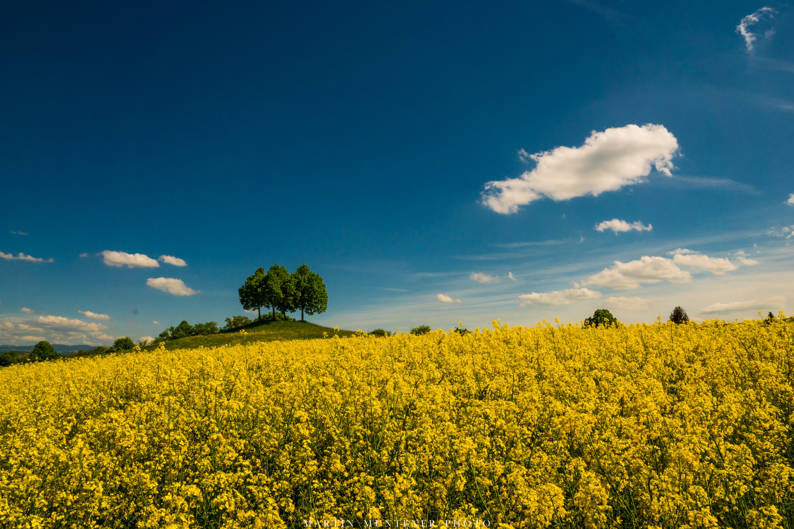 Rapsfeld