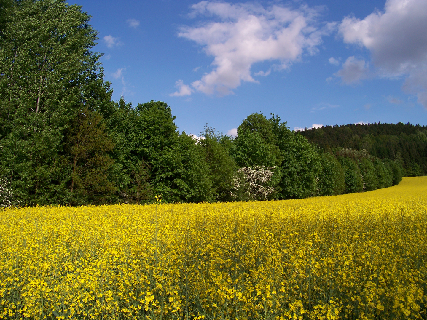 Rapsfeld