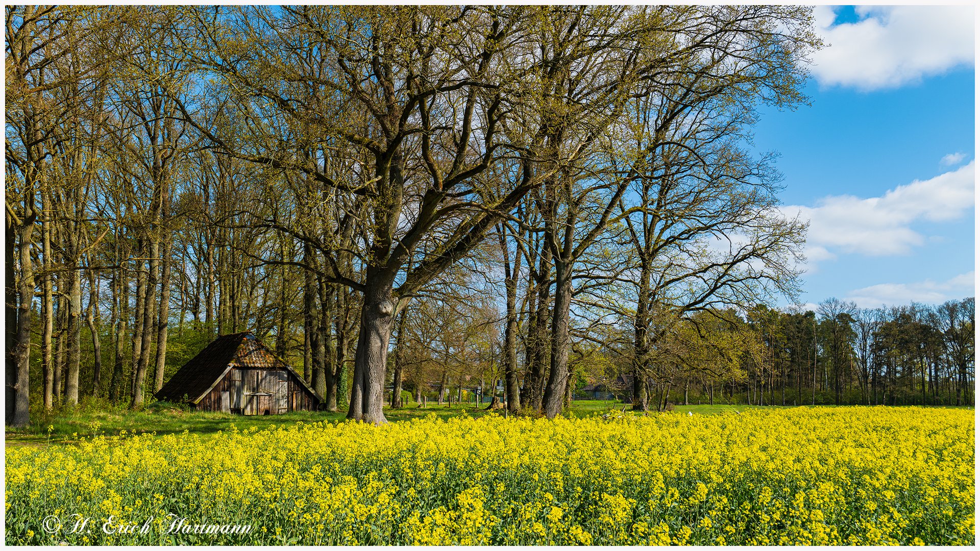 Rapsfeld