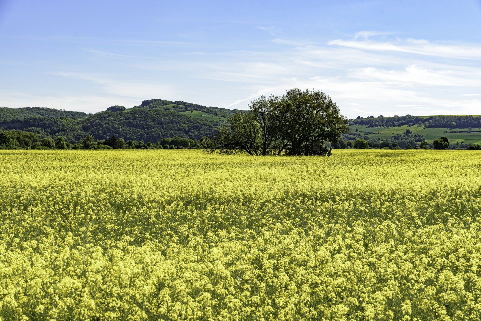 Rapsfeld