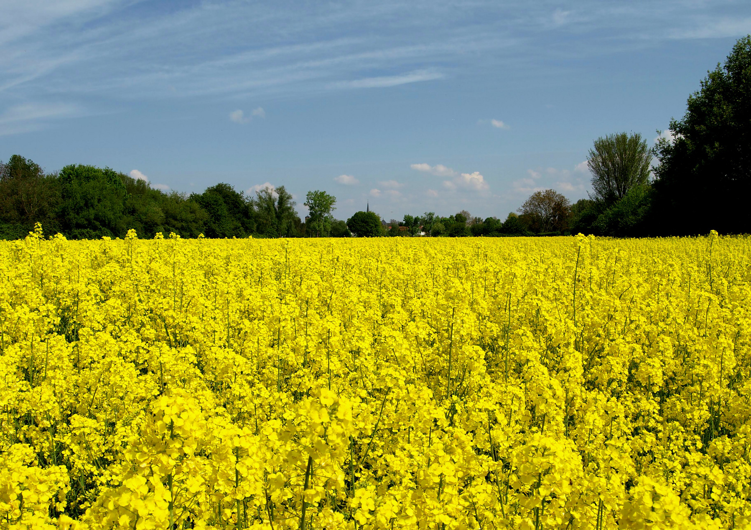 Rapsfeld