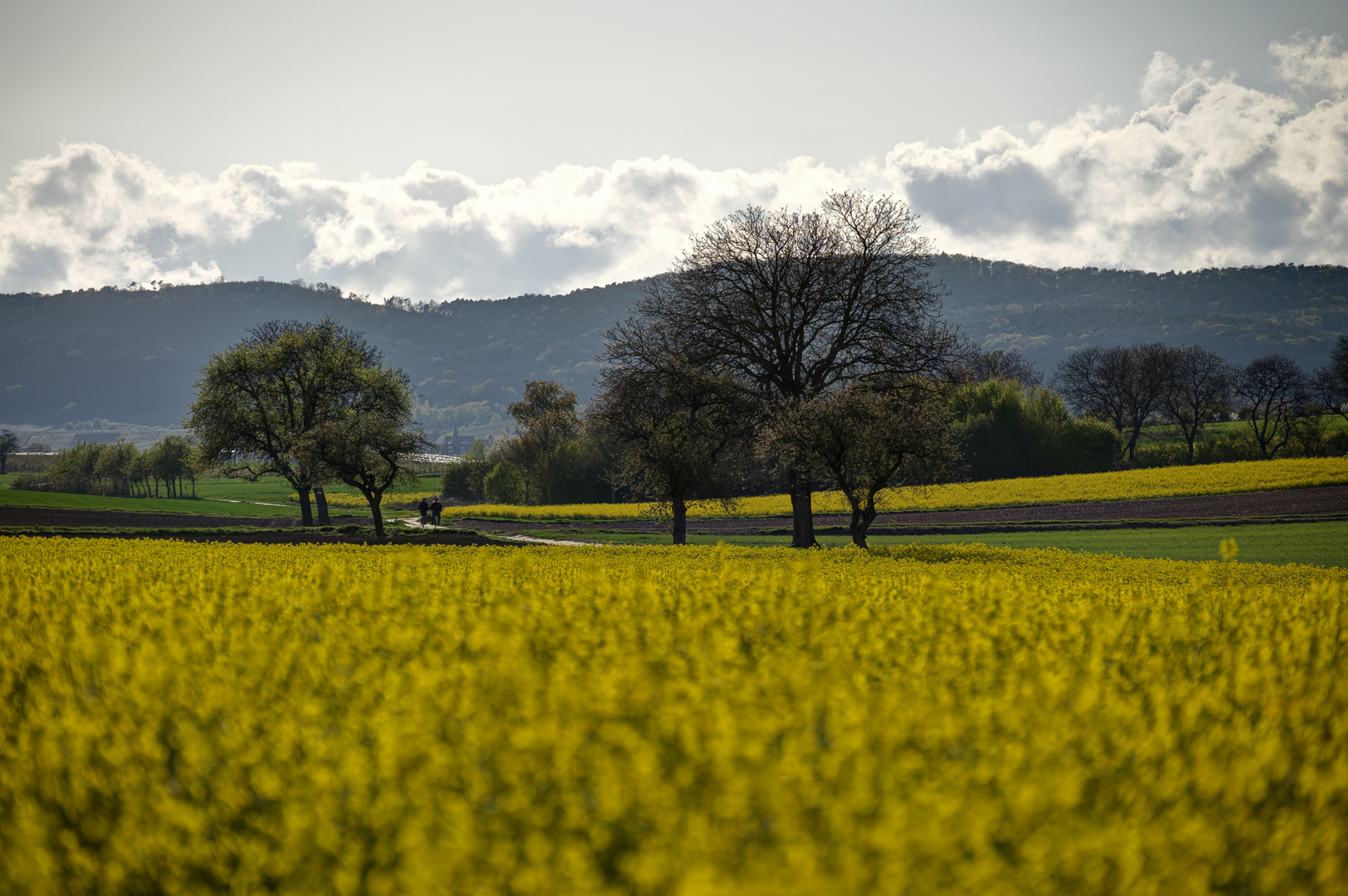 Rapsfeld