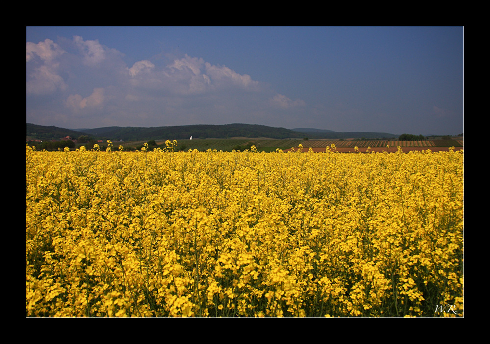 Rapsfeld...