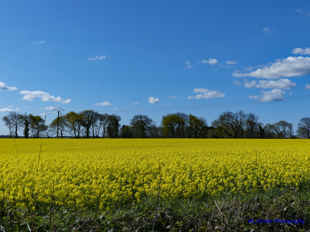 Rapsfeld