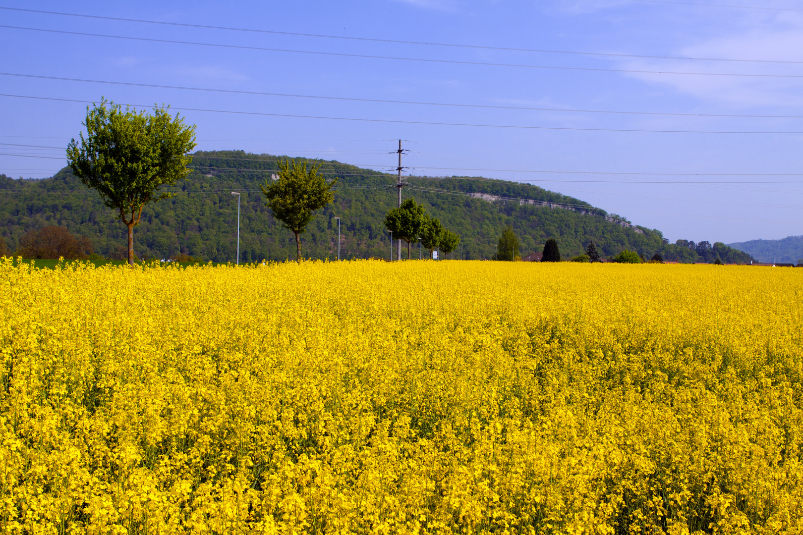 Rapsfeld