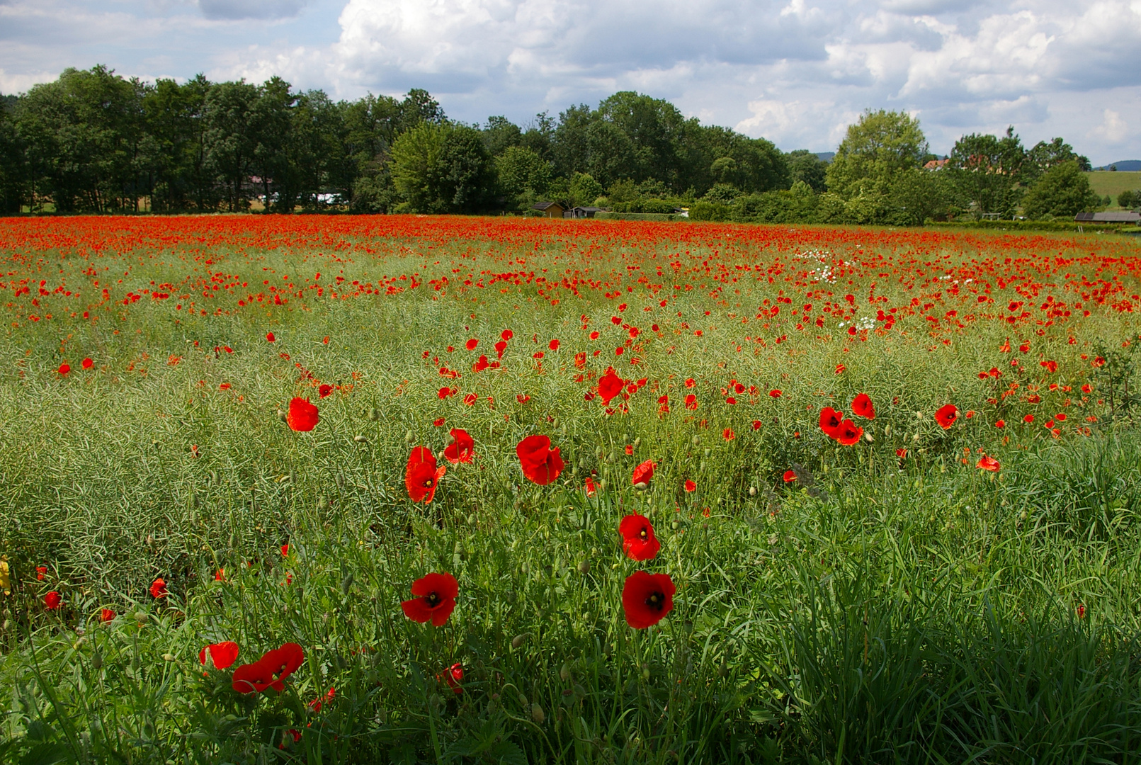 Rapsfeld