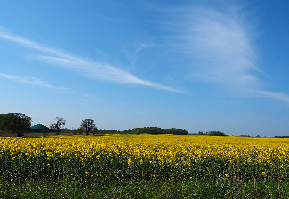 Rapsfeld