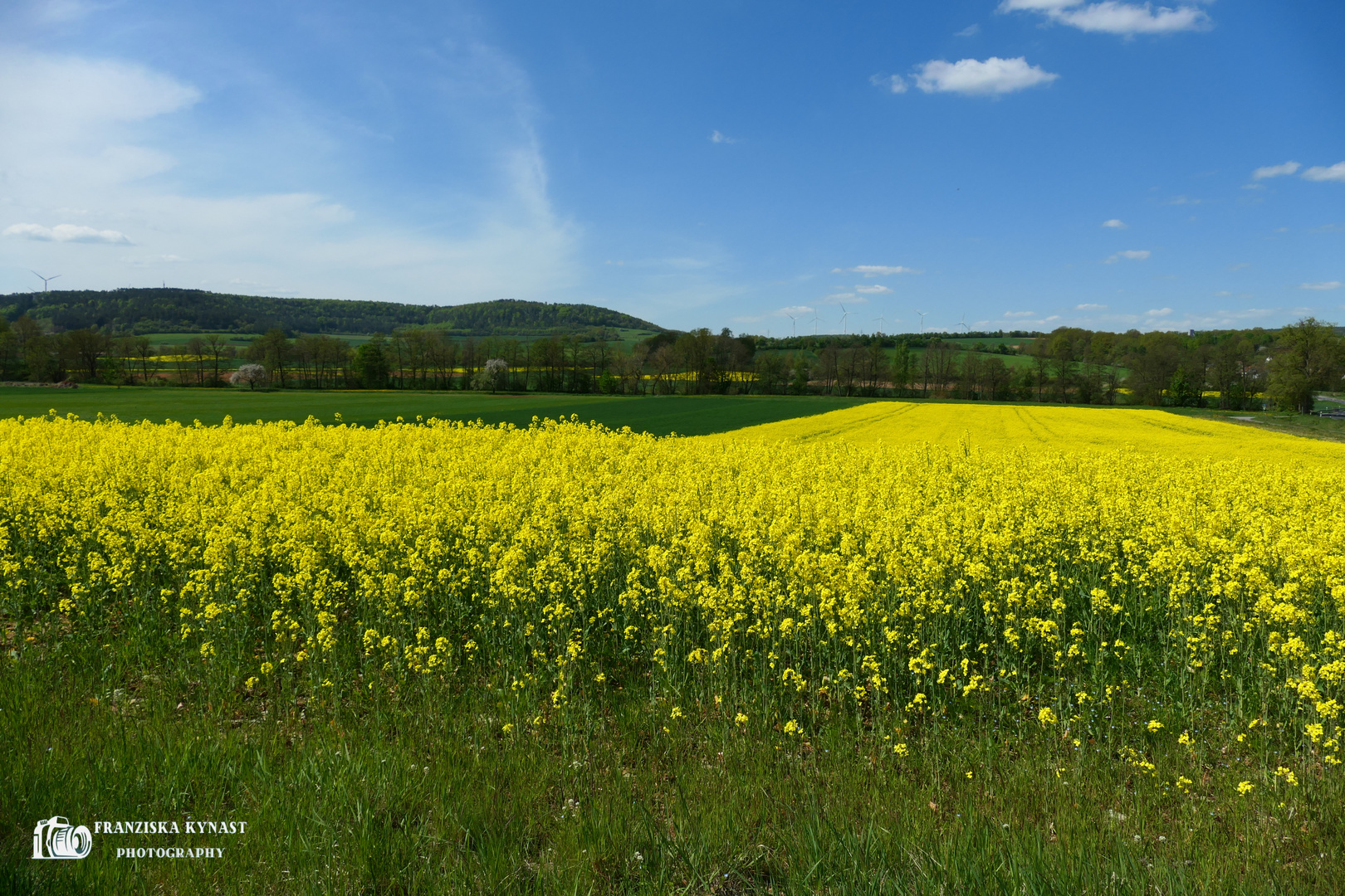 Rapsfeld