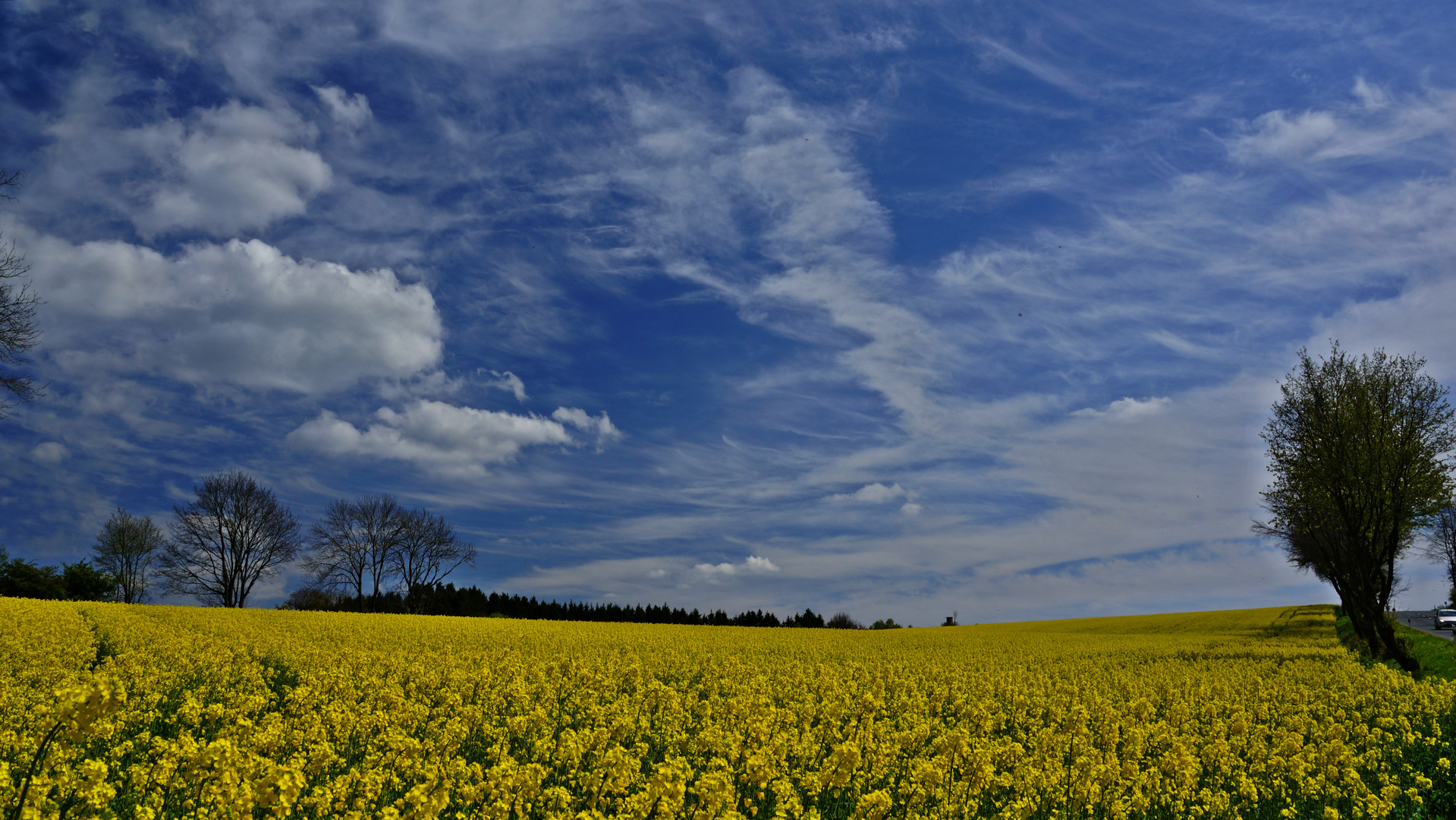 Rapsfeld