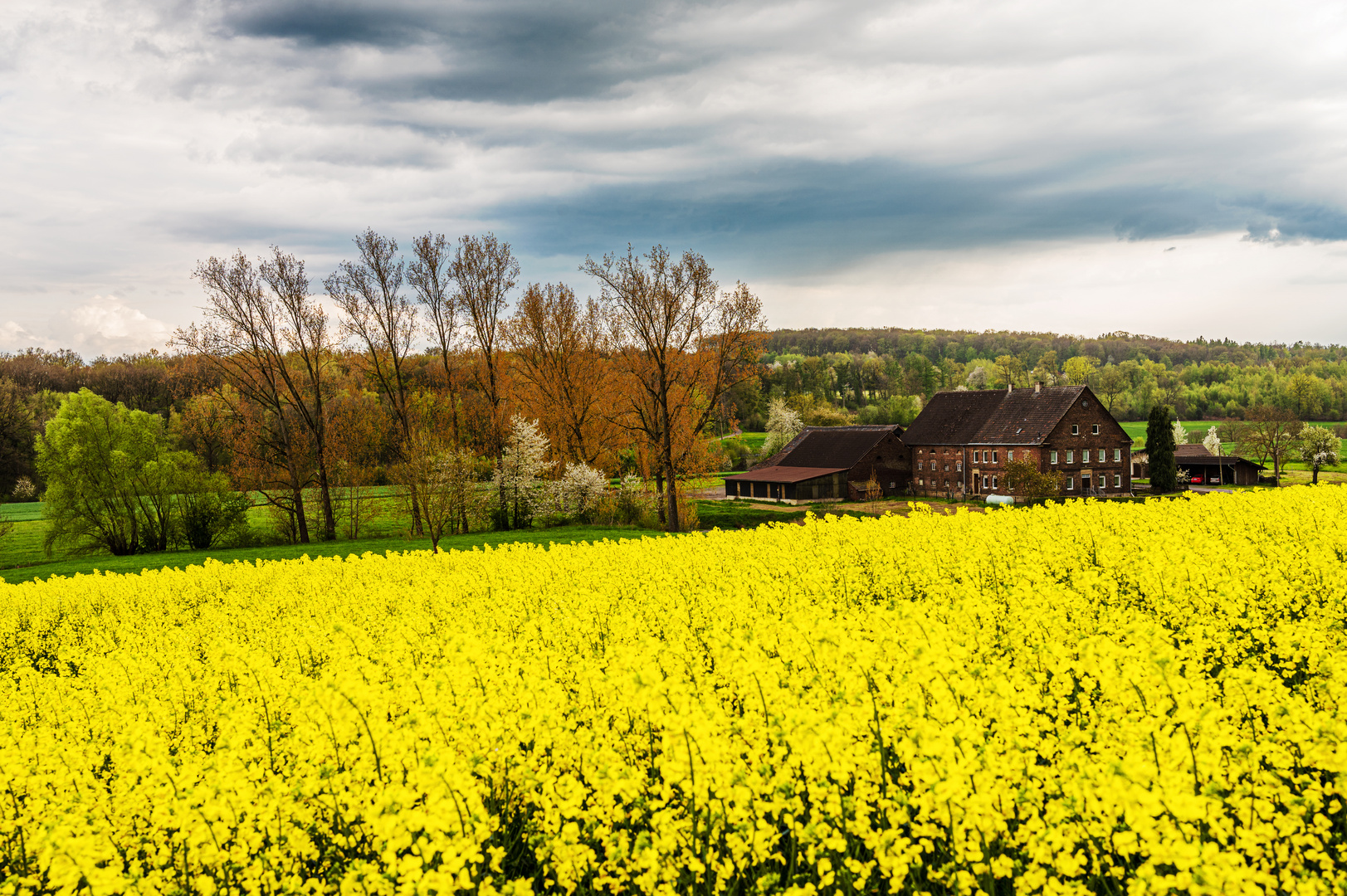 Rapsfeld