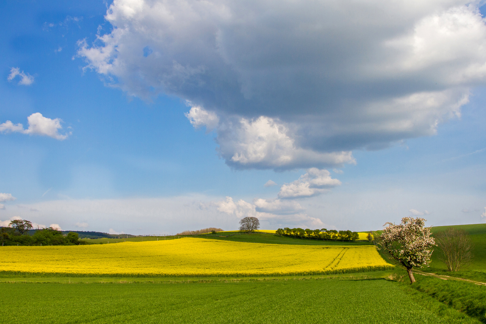 Rapsfeld