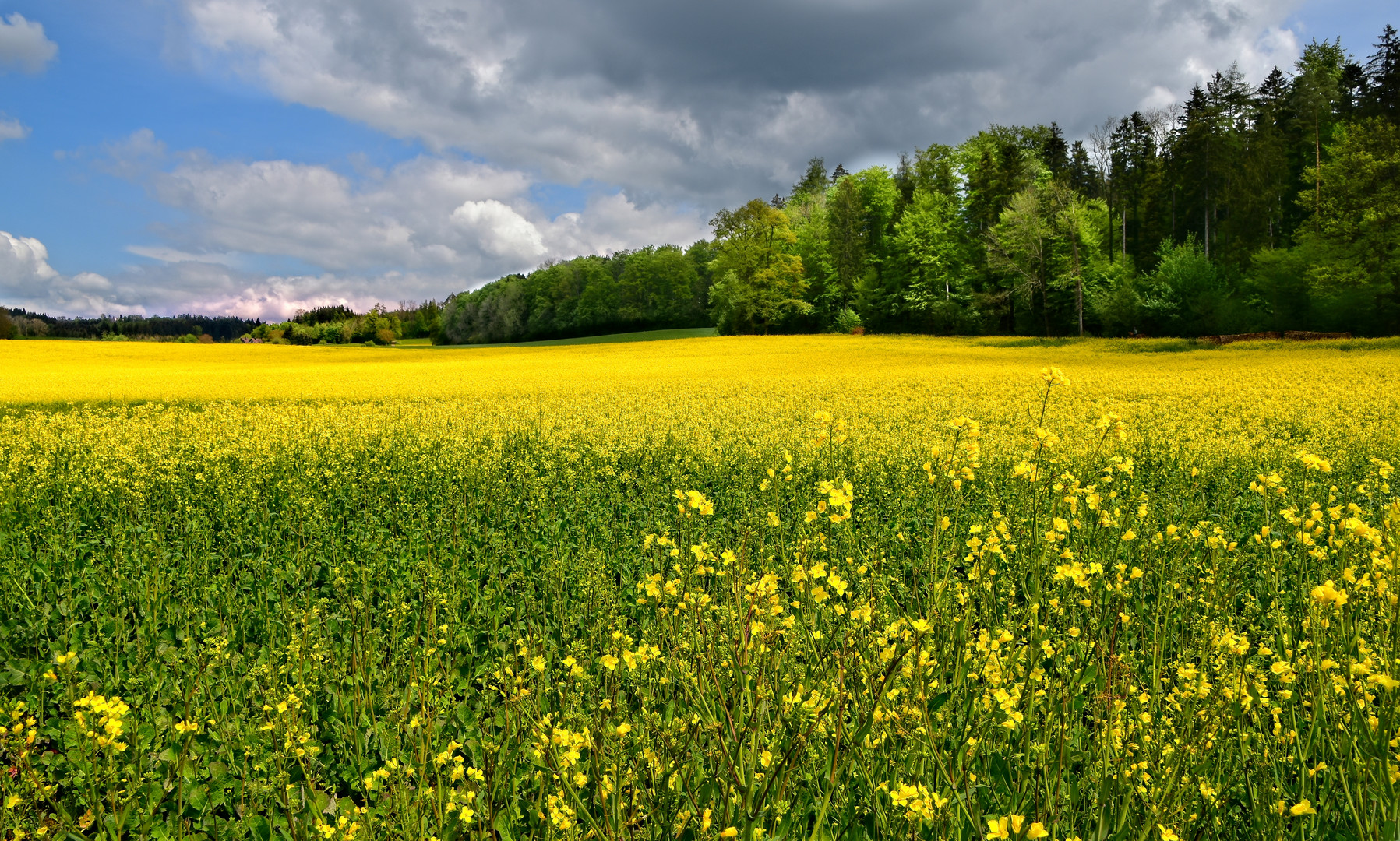 Rapsfeld