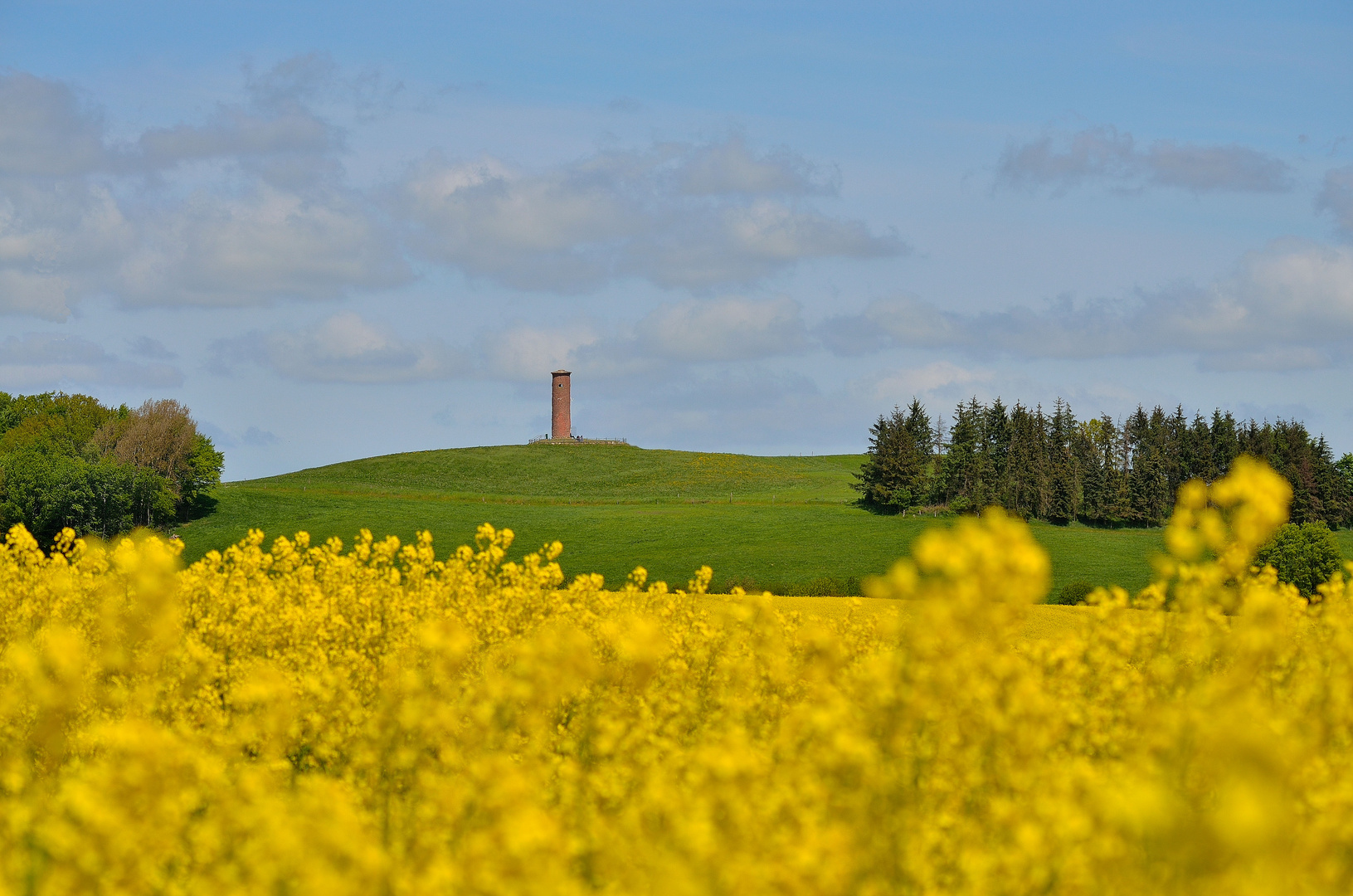 Rapsfeld