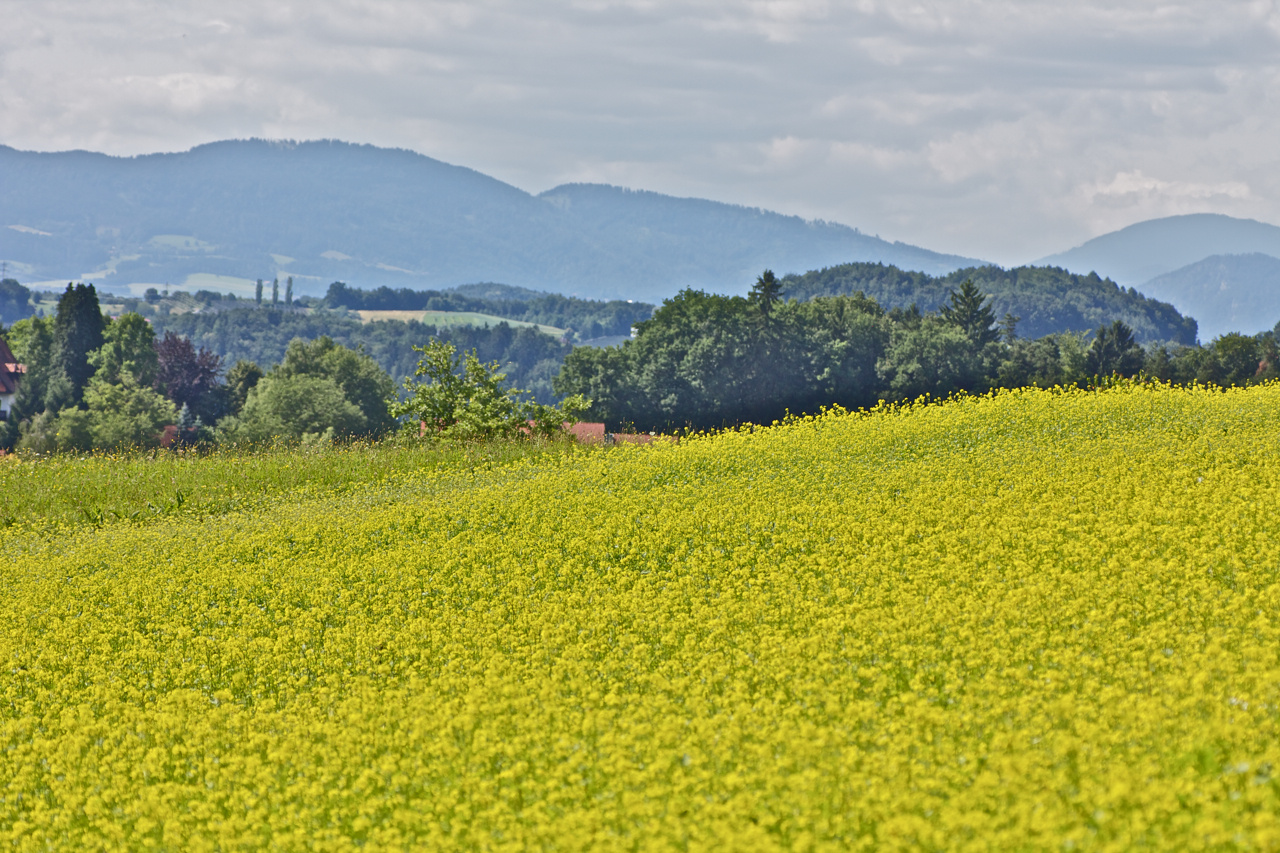 Rapsfeld