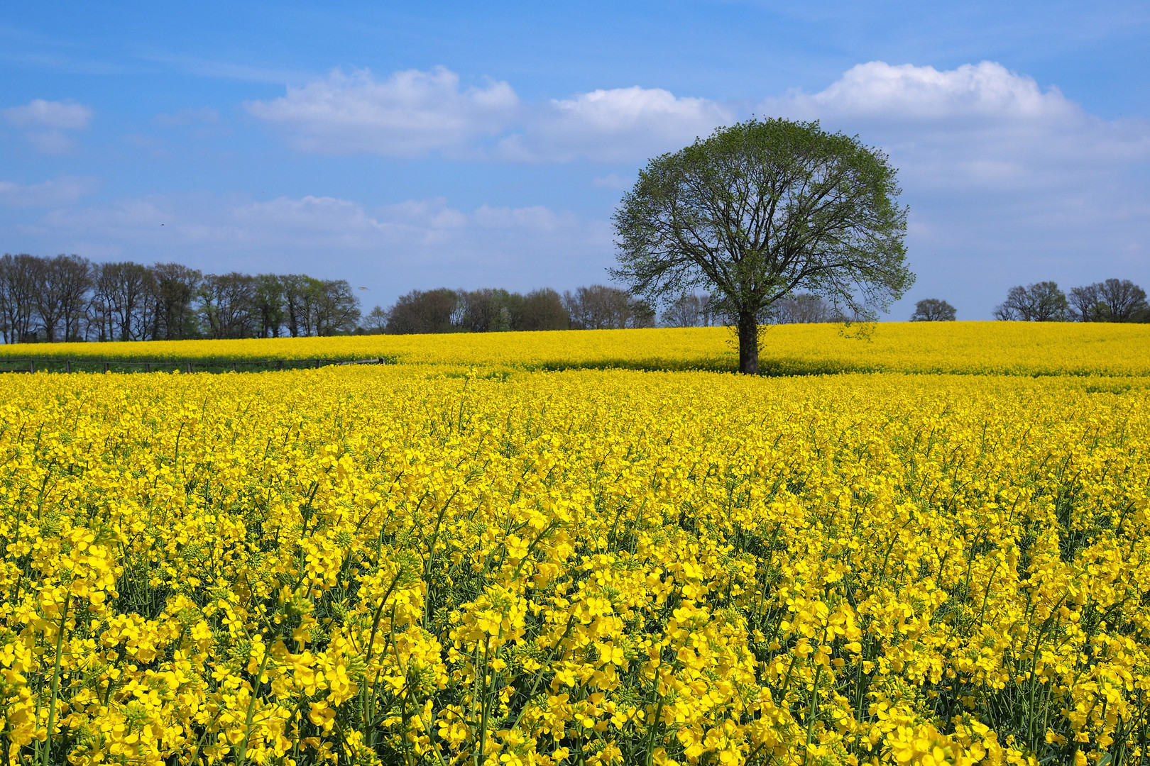 Rapsfeld Foto & Bild landschaft, kulturlandschaften, landschaften Bilder auf