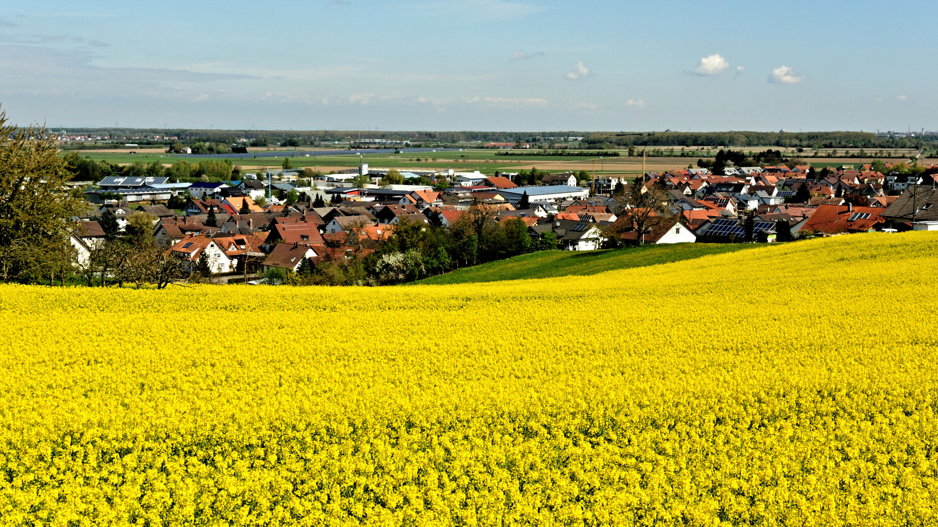 Rapsfeld