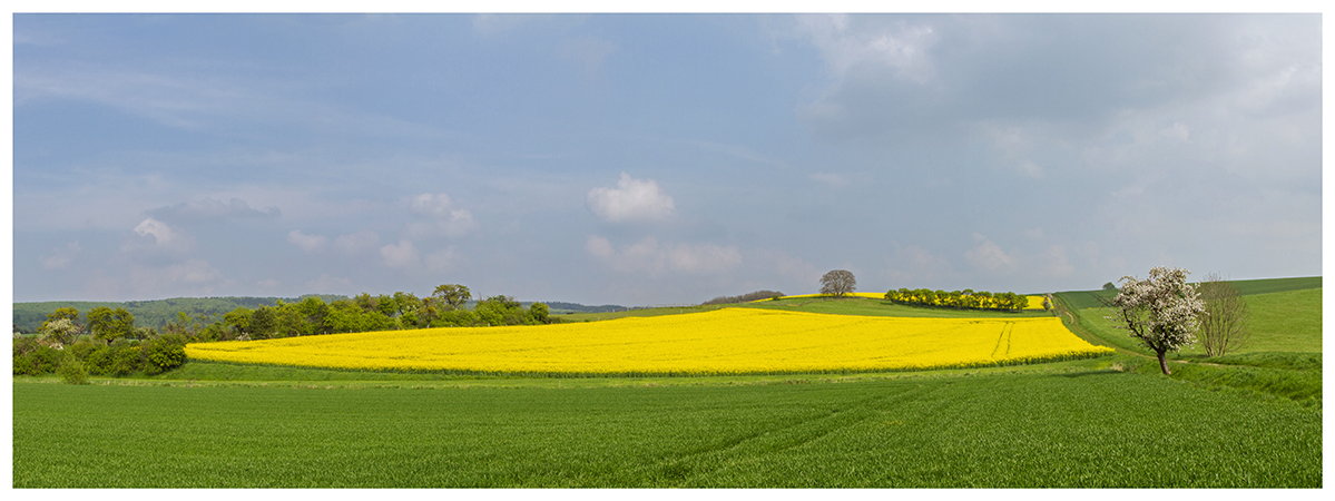 Rapsfeld als Panorama