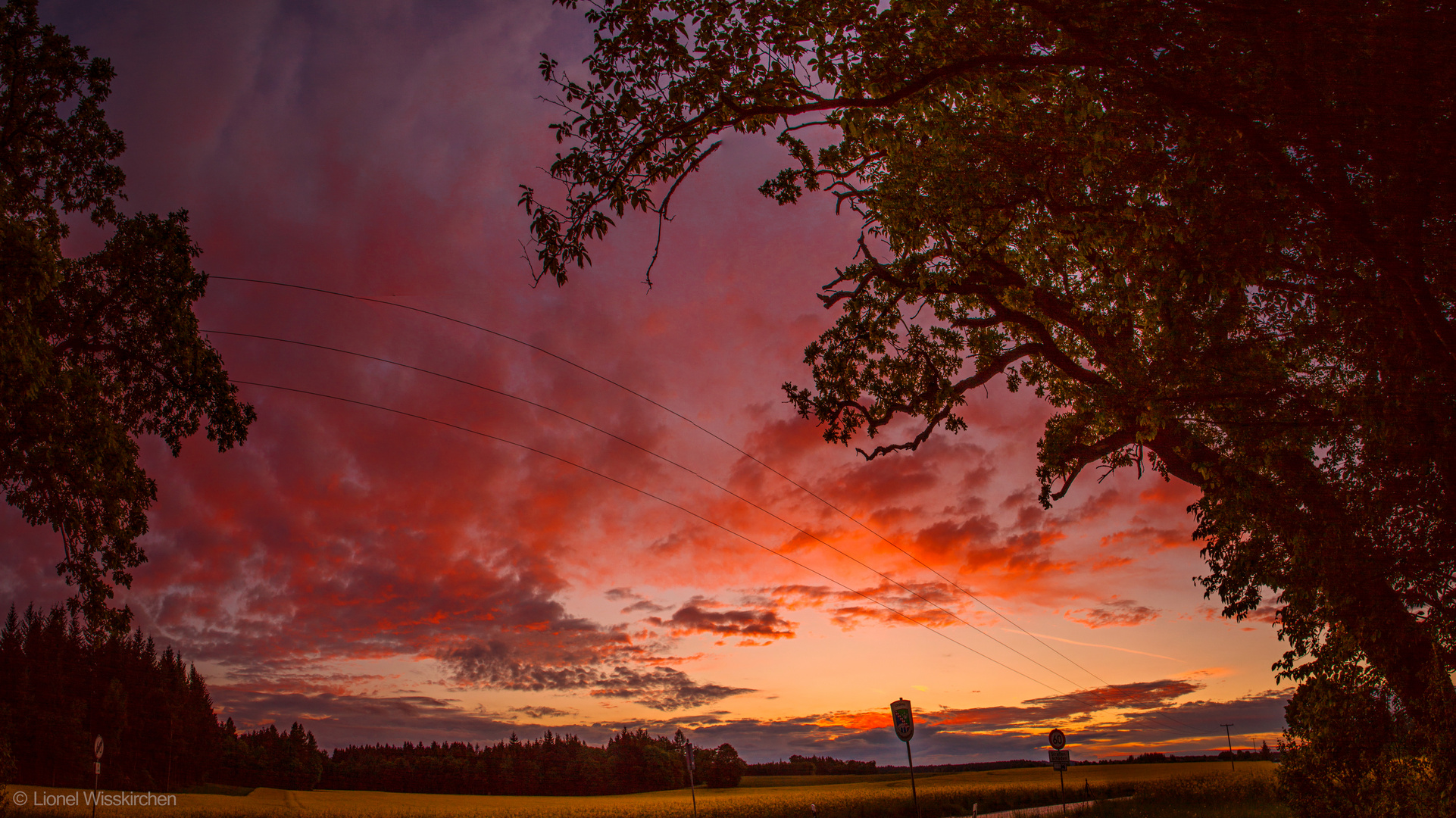 Rapsfeld am Abend