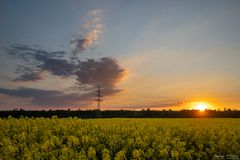 Rapsfeld am Abend