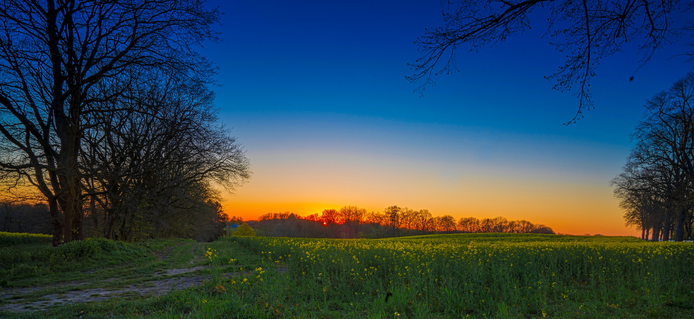 Rapsfeld am Abend