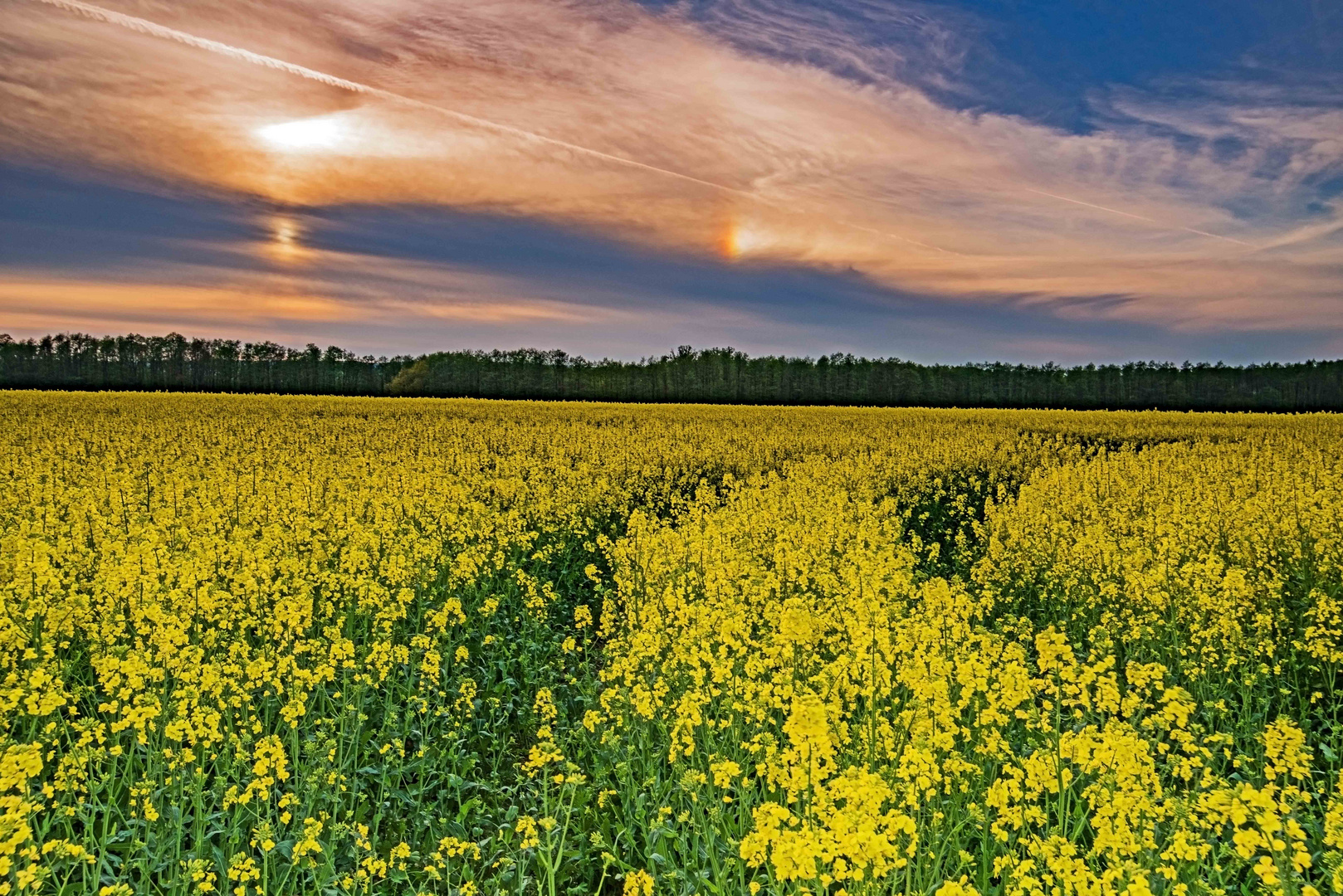 Rapsfeld am Abend 