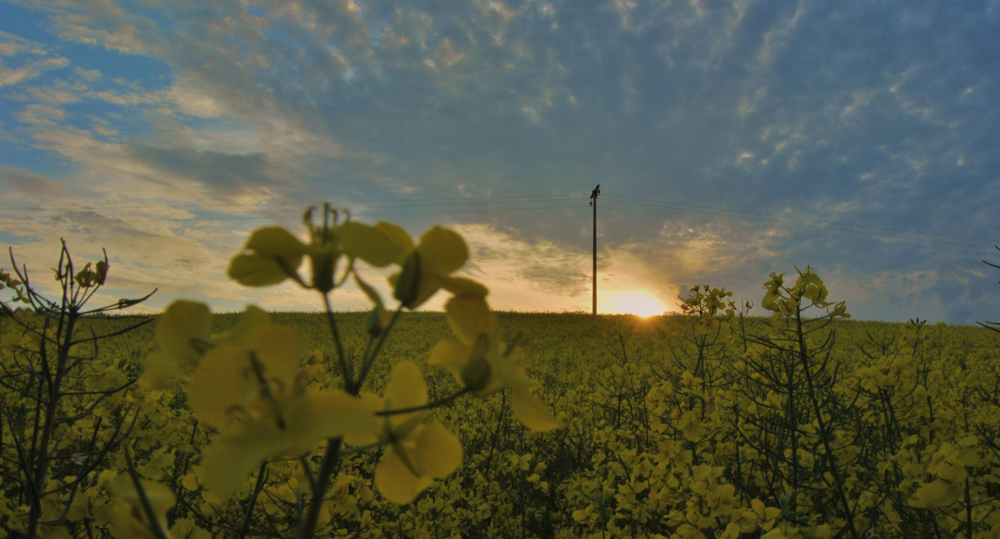 "Rapsfeld am Abend"!