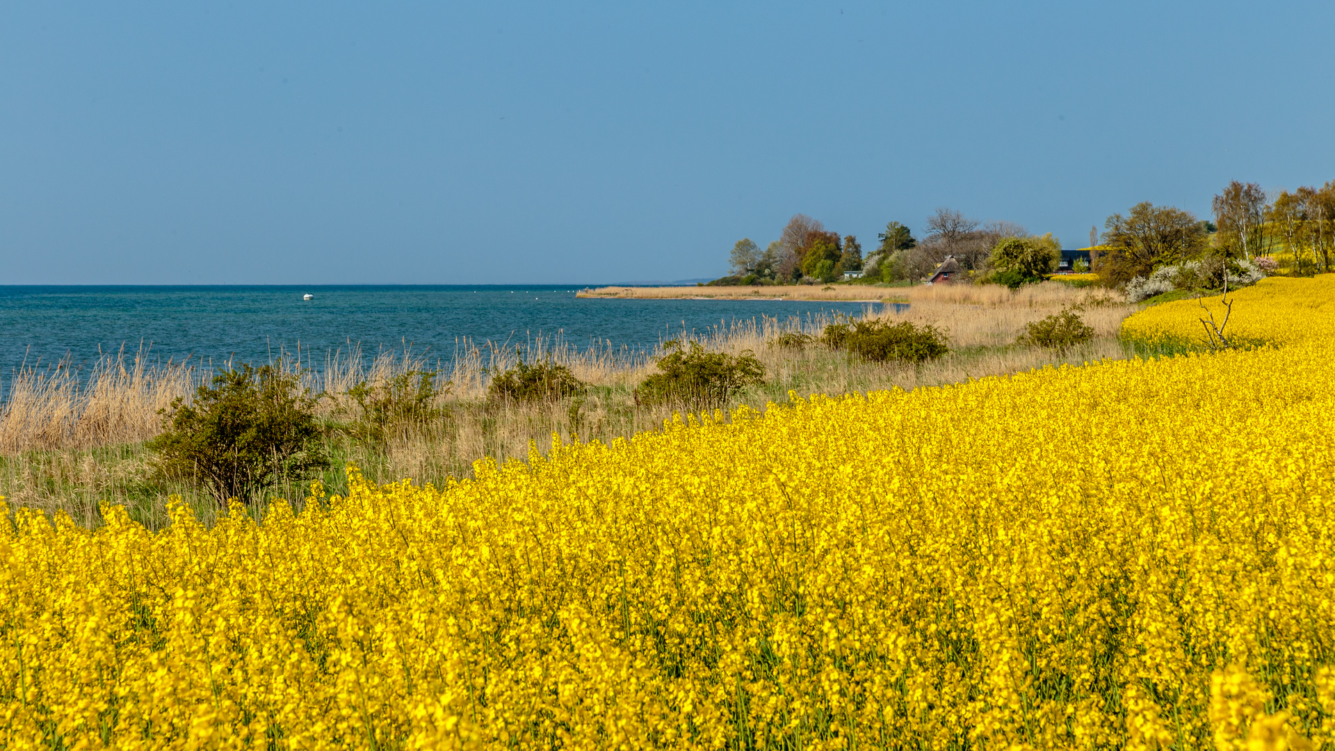 Rapsfeld am Bodden