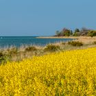 Rapsfeld am Bodden