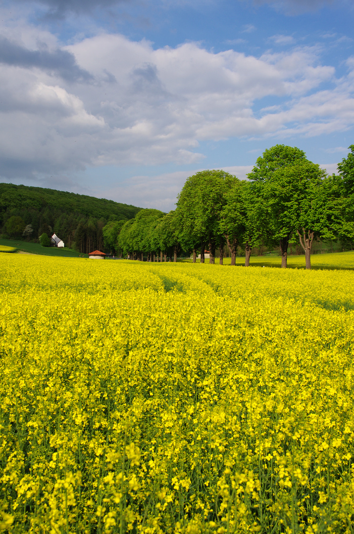 Rapsfeld am Elm