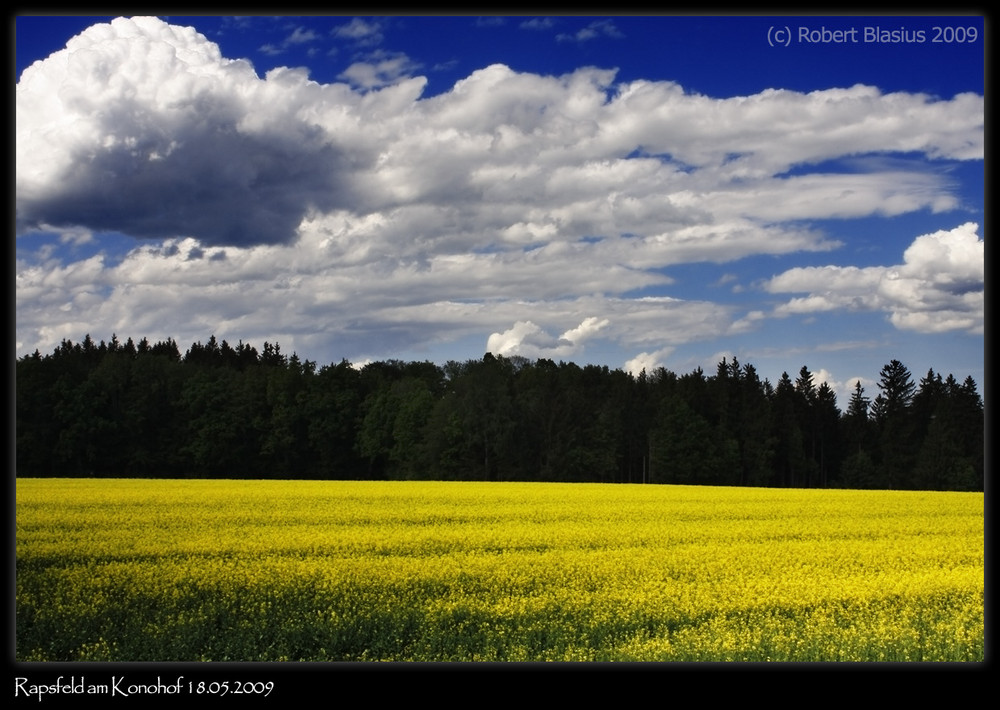 Rapsfeld am Konohof