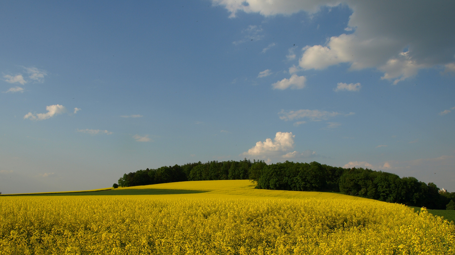 Rapsfeld am Laurenbühl