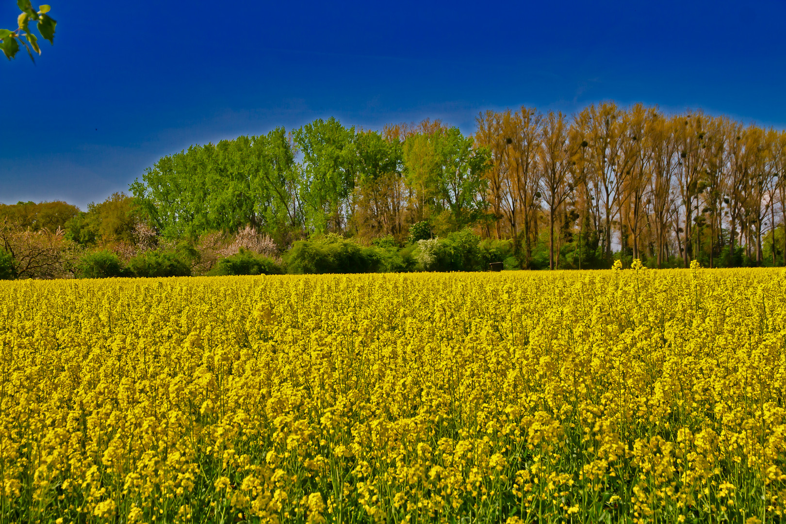 Rapsfeld am Niederrhein