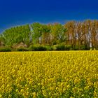 Rapsfeld am Niederrhein