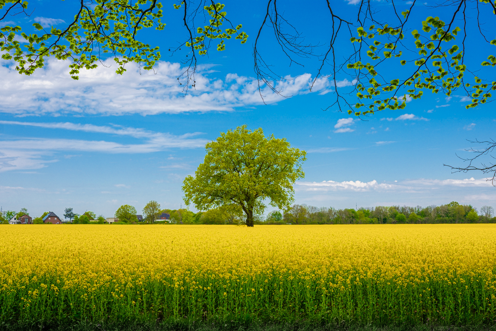 Rapsfeld am Niederrhein