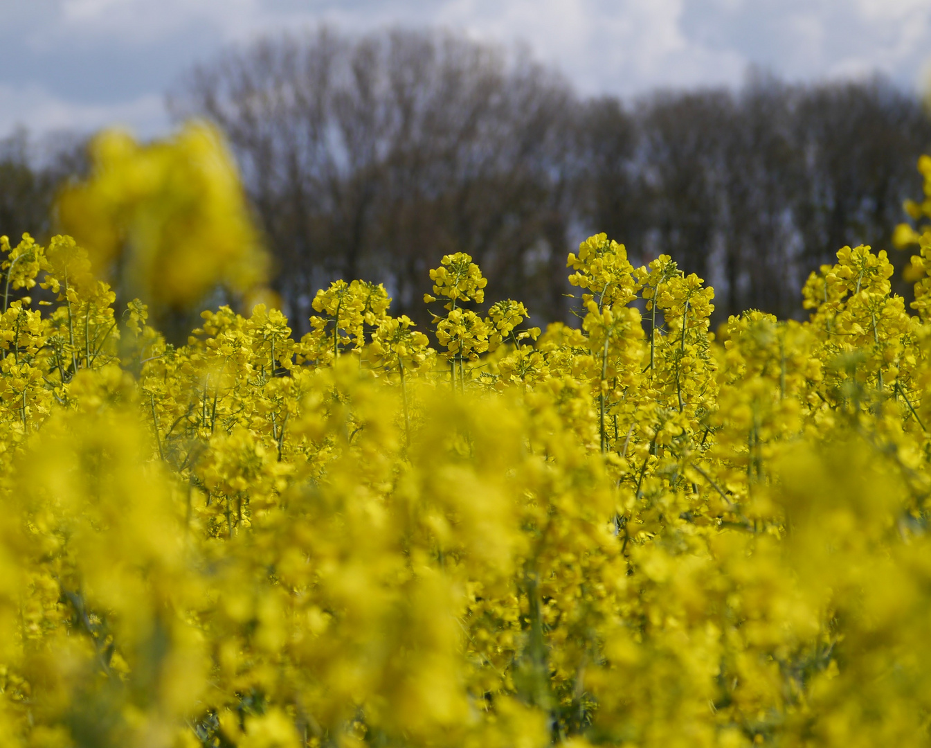 Rapsfeld am Niederrhein