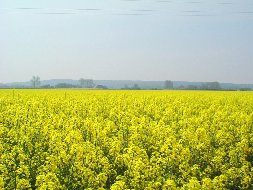 Rapsfeld am Niederrhein