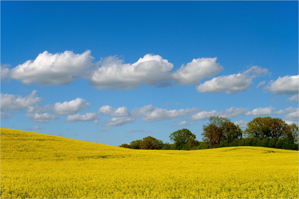 Rapsfeld am Schaalsee