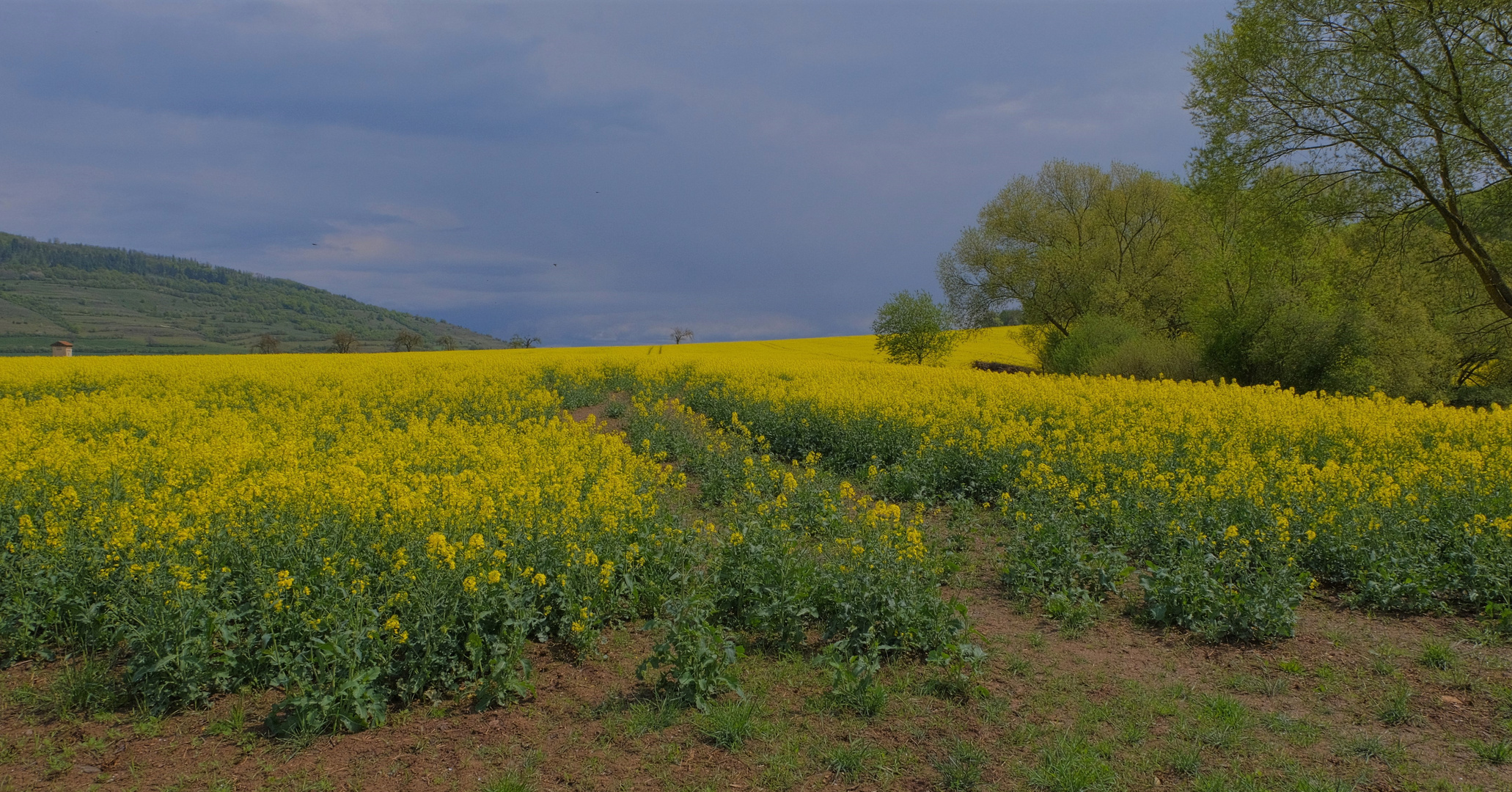 Rapsfeld am See (colza en el lago)