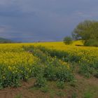 Rapsfeld am See (colza en el lago)