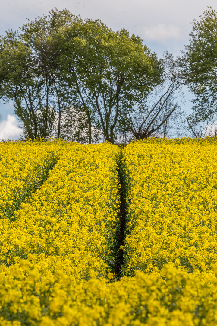 Rapsfeld am Seeburger See