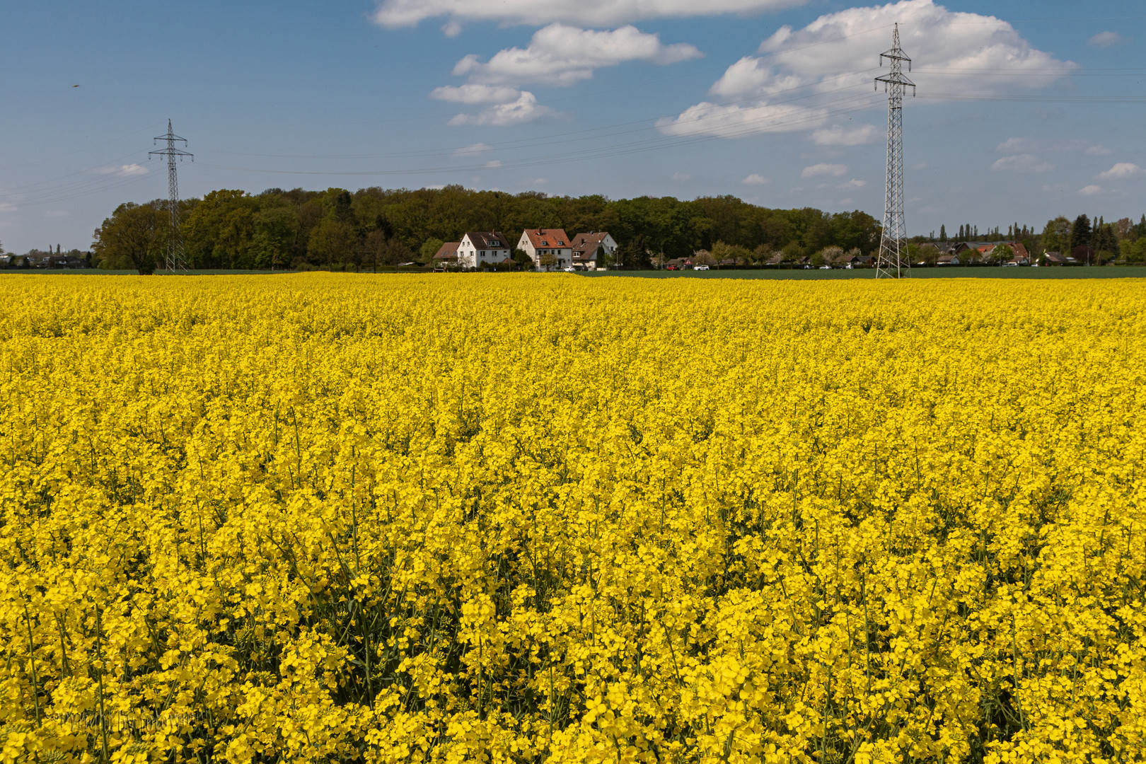 Rapsfeld am Stadtrand von Hannover