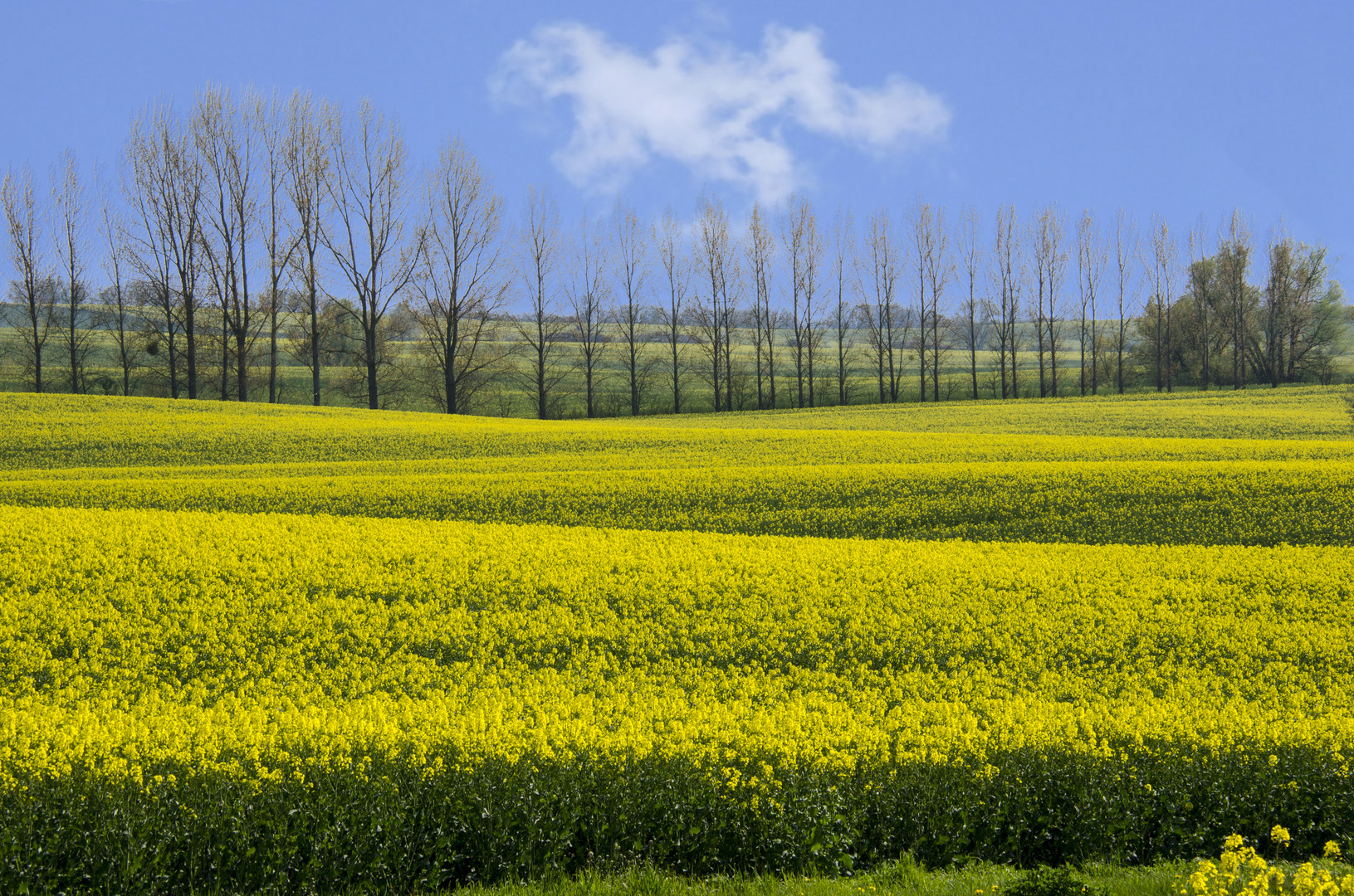 Rapsfeld am Tollensesse