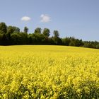 Rapsfeld am Vatertag 2016