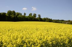 Rapsfeld am Vatertag 2016