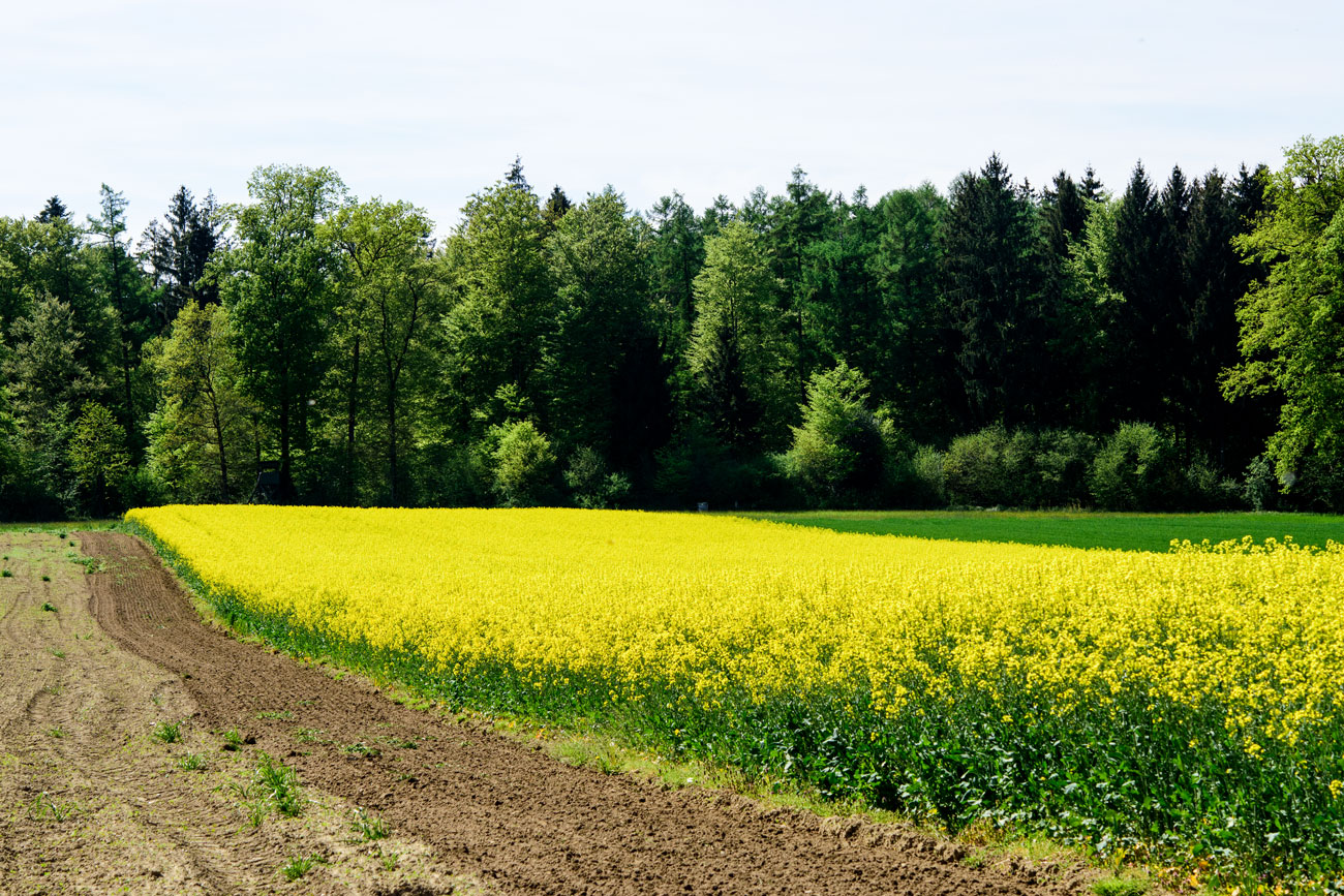 Rapsfeld am Waldrand