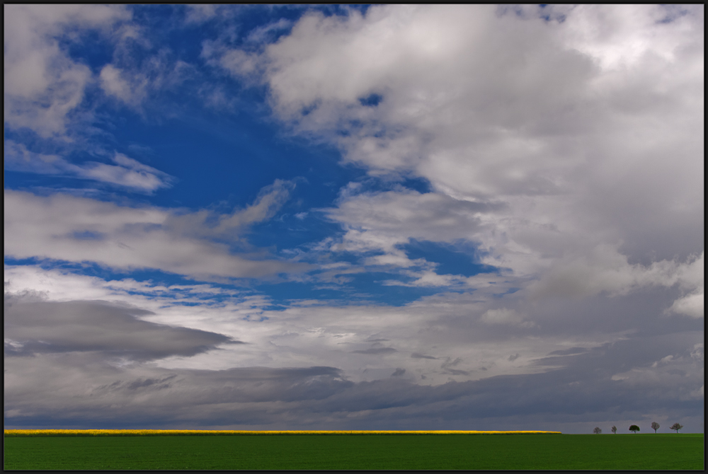 rapsfeld am waldrand ...