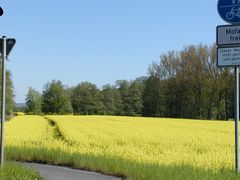 Rapsfeld an der Autobahn