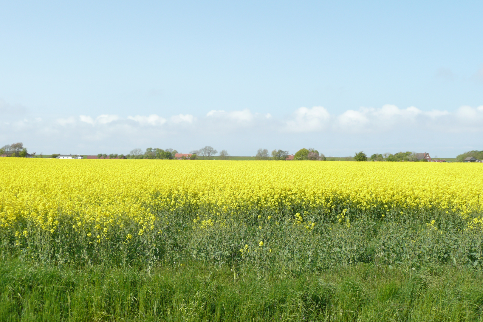 Rapsfeld an der Nordsee